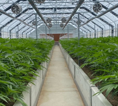ECS Botanics Posts 22% Revenue Jump as Direct-to-Consumer Push Gains Traction