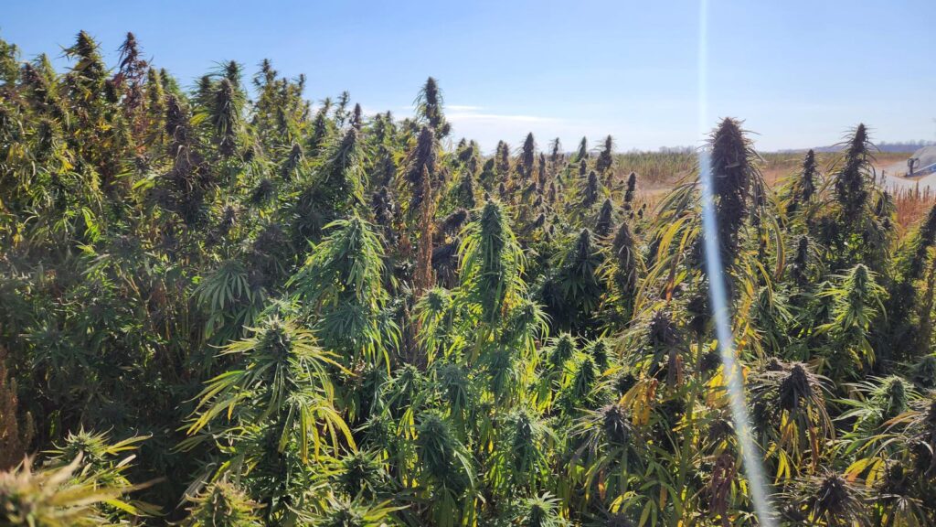 Newly formed cannabis growers' guild demands government act to protect local cultivation sector