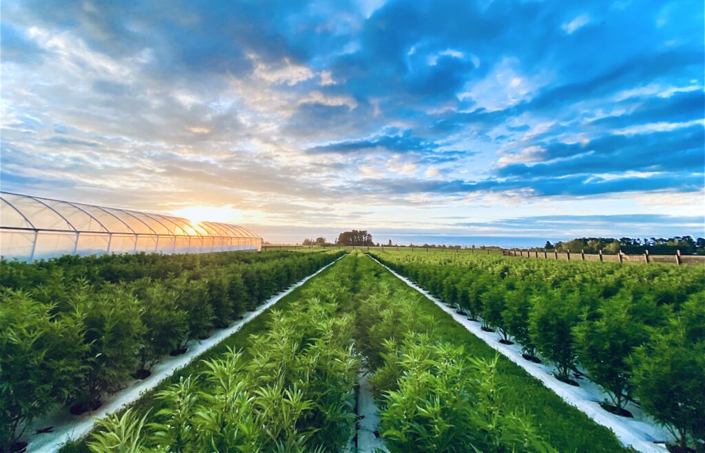Puro strikes Australian distribution deal with Heyday Medical, launching three cannabis products