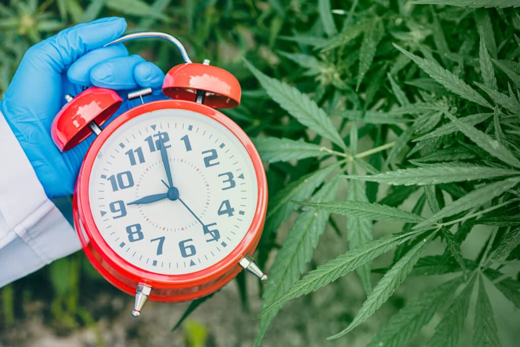 Medicinal Cannabis Sector Pushes Back Against Calls to Strip SAS Access