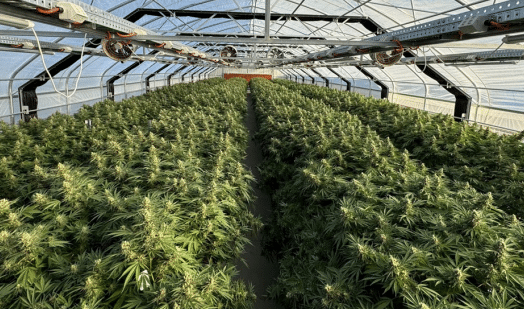 ECS Botanics revenue slips as consumer strategy transition weighs on cash flow