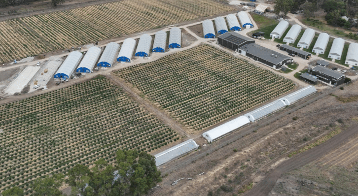 ECS Botanics CEO Backs Brand-Building Strategy Despite Profit Slide