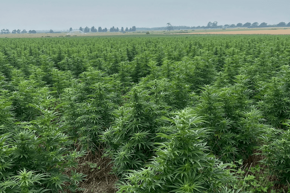 Australian Cannabis Growers Challenge ODC Figures and Push for Import Parity