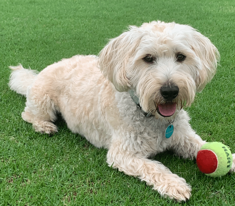 AIHA Blasts APVMA for Mixed Messages and Missed Deadlines on Hemp Animal Products