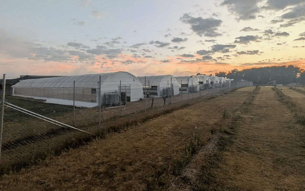 Queensland's Newest Cannabis Cultivator Bets on Discipline Over Scale
