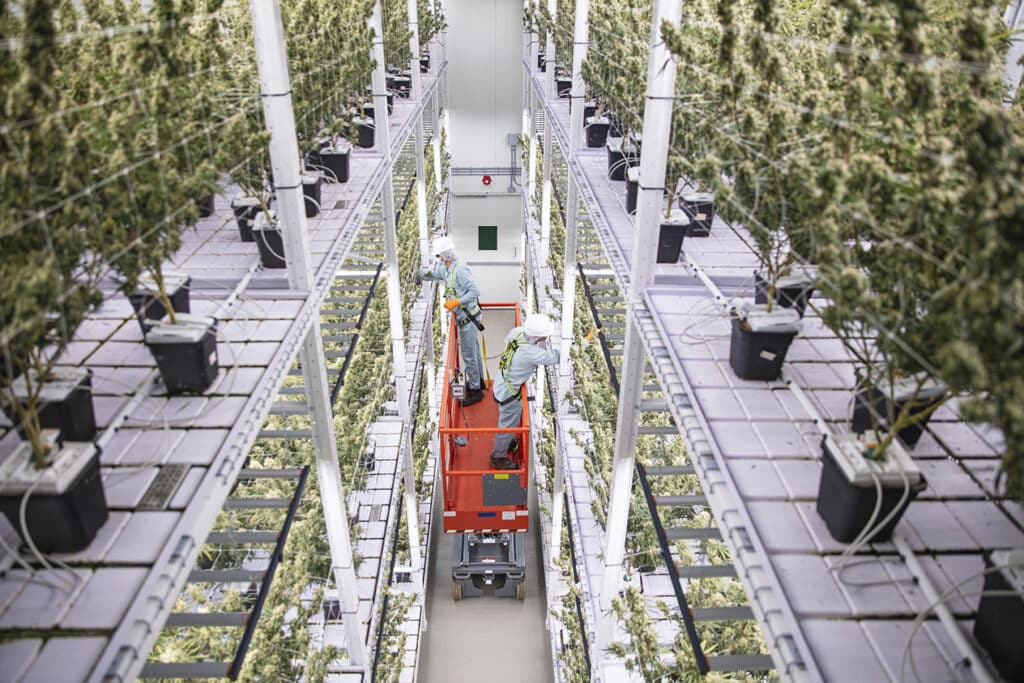 Organigram Brings Edison and Boxhot Brands to Australian Market